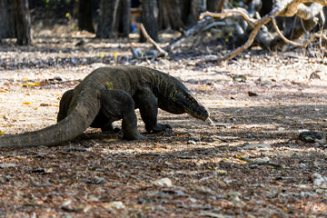 Komodo dragon close-up photography in Komodo island