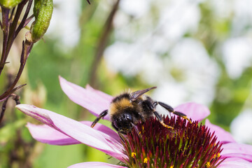 A macro shot of a bumblebee collecting pollen from forest flame bush blossom.