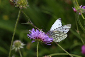 Black-veined white butterfly sits on a flower