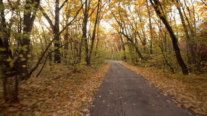 The camera rides along a forest road in the fall. First-person view