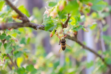 A bee collects nectar from gooseberry flowers. Pollination. Honey. Flowering, vegetative, ovary.
