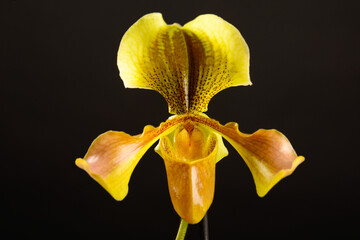 Yellow-orange flower of orchid paphiopedilum on black background