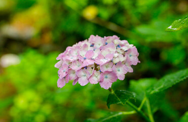 日本の宮城県仙台市「資福寺」で雨の中咲く美しい紫陽花