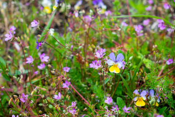 Wild pansy flowers (viola tricolor) and other flowers and plants on the spring / summer meadow