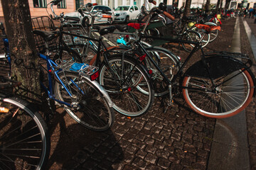 Row of bicycles near trees on urban street in Copenhagen, Denmark