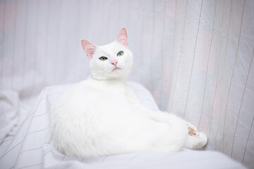 Obraz premium White cat on white background