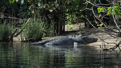 River crocodile sunbathing on the bank
