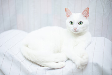 Fototapeta na wymiar White cat on white background