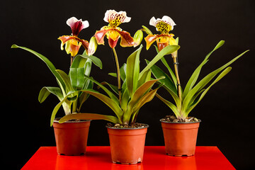 Naklejka na ściany i meble A trio of colorful orchid paphiopedilum standing in a pot on a red table on a black background in studio