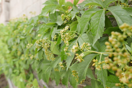 Green Peas Growing On A Bush