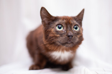 Kitten on white background