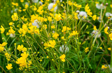 Spring / summer field / medaow of yellow flowers marsh-marigold / kingcup / Caltha palustris  flowers, overblown dandelions and fresh green grass with clover and herbs