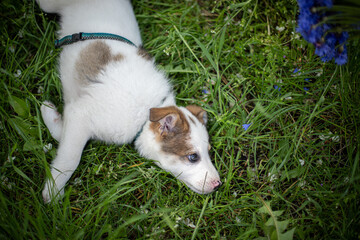 Little puppy on the grass