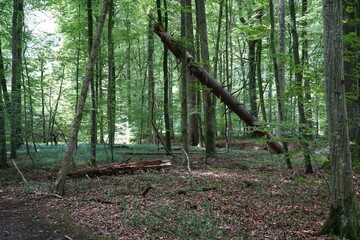 Deciduous broad-leaved deep green forest with some fallen partly disintegrating and rotten trees in the vicinity of tourist nature trail or pathway in summer time

