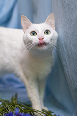 Obraz premium White cat wit bouquet of cornflower