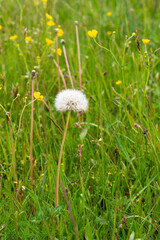 Single overblown dandelion flower head on the grassy spring / summer meadow / field with yellow marsh-marigold / kingcup / Caltha palustris flowers