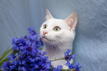 White cat wit bouquet of cornflower