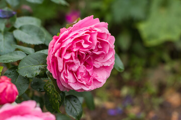Pink of rose on the garden