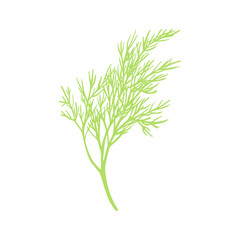 Fresh fennel branch isolated on white background. Dill bunch Vector illustration
