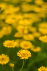 yellow spring flower on the garden