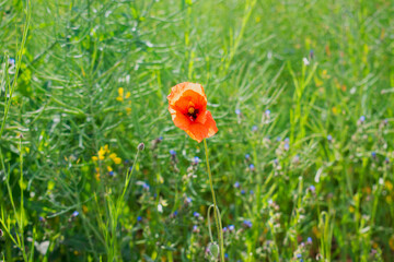 Single delicate bright red poppy flower in spring field / meadow on a sunny day