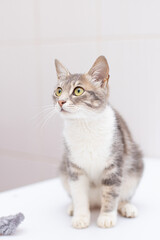Obraz premium Cat on white background
