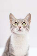 Cat on white background