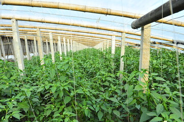 Green pepper in greenhouses