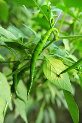 Green pepper in greenhouses