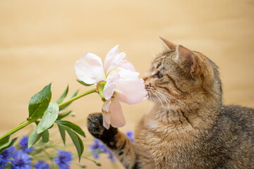 Funny cat with bouquet of flowers