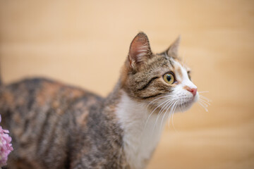 Funny cat with bouquet of flowers