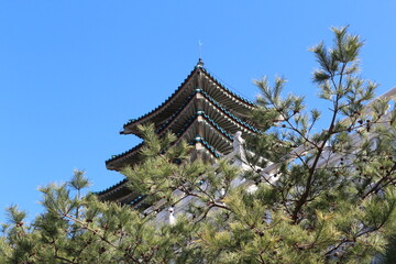Naklejka premium The korean traditional roof style with the branches of pine trees at the Gyeongbokgung Palace, Seoul, South Korea