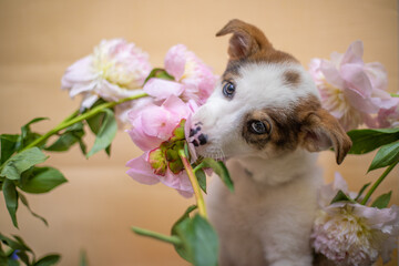 Little puppy eat a bouquet