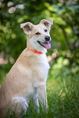 Funny yellow dog smiling on the grass