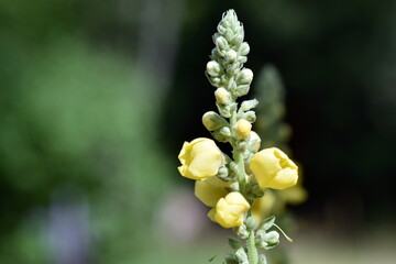 Gelbe Blüten einer Kleinblütigen Königskerze
