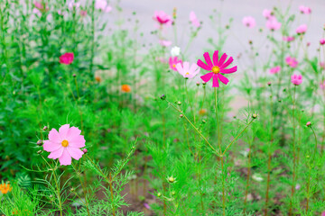 Beautiful cosmos flowers blooming in the flowerbed. Floral natural background.