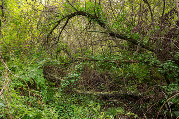 Forests on hydromorphic soils in the Etang Noir, Black Pond. It is a Natural Reserve located in The Landes Department, France