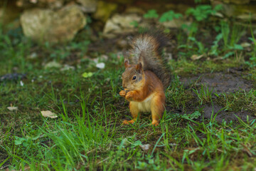 Naklejka na ściany i meble A squirrel holds a nut in his mouth. Squirrel in the park on the grass.