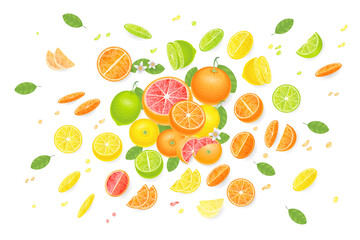 Vector illustration. Composition from citrus fruits. Top view. Orange, grapefruit, lemon, lime sliced into various pieces. View from above.