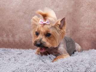 Yorkshire Terrier dog after grooming on a vintage background on a beautiful rug