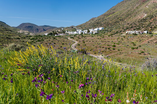 Campos coloridos de flores alrededor del pueblo de Las Presillas Bajas en  el Parque Natural Cabo de Gata-Níjar, provincia de Almería, Andalucía,  España Stock Photo | Adobe Stock