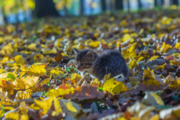 Autumn cats in the park on foliage