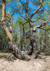 crooked pine trunks on the side of the road on yellow sand with some small pebbles, Harilaid Nature Reserve, Estonia, Baltic Sea