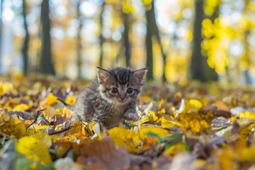 Stray Kitten in the Autumn Park