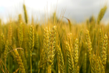 Ripe spikelet of wheat close-up in an agriculture field