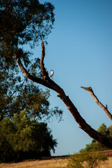 an heron perched on a tree