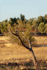 an heron on a tree