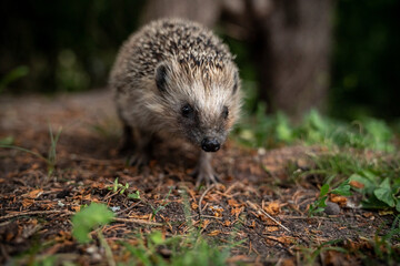 Wild hedgehog in the grass in garden, looking at the camera