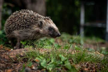 Wild hedgehog in the grass in garden