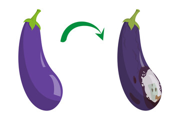 Fresh ripe eggplant becomes rotten vector isolated. Food waste, damaged bruised vegetable. White mold on the peel. Overripe product. Delicious purple vegetable.